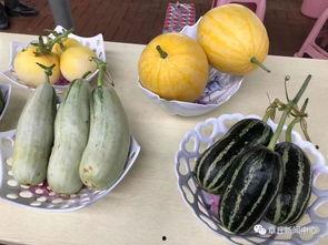 每日吃瓜 今日吃瓜地址,揭秘今日热门吃瓜地址，精彩内容不容错过